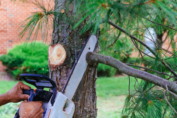 Best Palm Tree Trimming  in San Antonio, FL